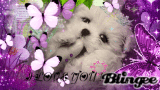 Chien mimi avec décor violet