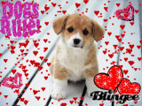 Dogs Rule!