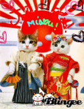 miaou !