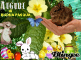 PRIMULA di PASQUA
