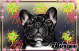 Bulldog -Frances