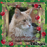 Spring-Time-Cat