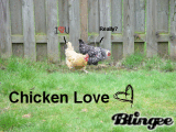 Chicken Love