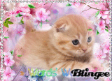 gatito