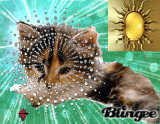 Le chaton de l'amour