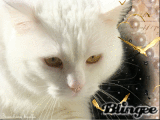 Bianchina