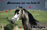 Cheval gris