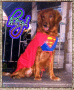 Superdog