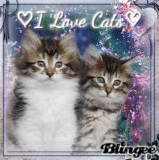 ღ i ℓσvє cατs ღ