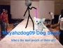 Mayahzdog09 Dog Show