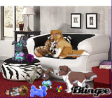 Dogs at play