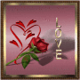 kein Tag ohne Rose kein Tag ohne Rose