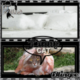 FUNNY CAT