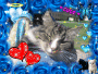 kitty
