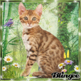 katzen