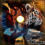 Eye of the tiger