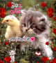 Duck & Kitten Are Best Friends!