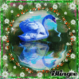 Swan