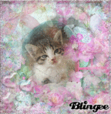 Cute Kitty