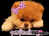 petit chien 