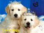 Love Dogz