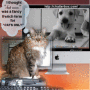 Le Chat Room