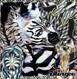 Zebras