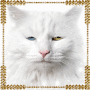 Katze