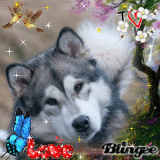 husky