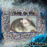 Salty the Rat
