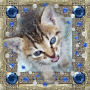 Cat Cat