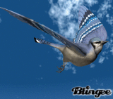 Vogel