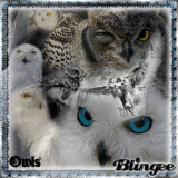 *the voice of owls*
