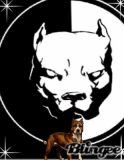 pitbulls fourever