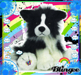 Webkinz Boder Collie Dog