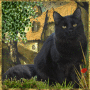 Black cat Black cat
