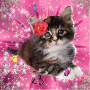 kItTeN