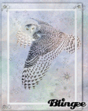 Flying Owl