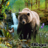 Brown Bear In the Forest