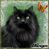 Katze