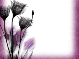 purple black background