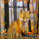 Autumn Fox