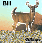 Cerf prénom Bill