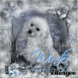 My dog in winter wonderland !!!