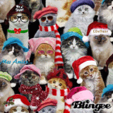 Mes amis les chats...loll
