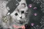 my gangsta kitty<33