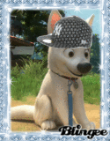 Bolt 