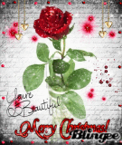 Rosa de la Amistad- Noelia29-