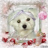 Joy of Christmas