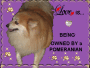 LOVE IS...BEING OWNED BY A POMERANIAN